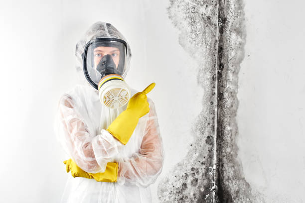 Why You Should Choose Our Mold Remediation Services in Cherokee, OK